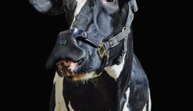 Máscara para vacas converte metano em chuva e gás carbônico para reduzir o aquecimento global