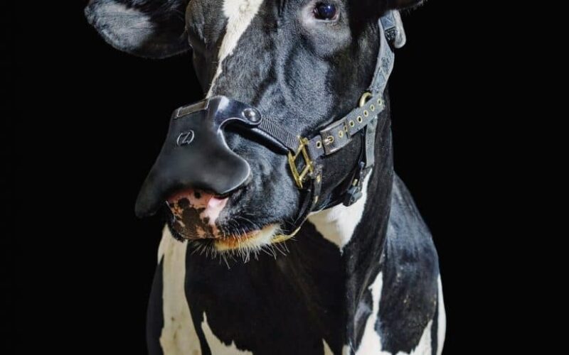 Máscara para vacas converte metano em chuva e gás carbônico para reduzir o aquecimento global